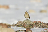 Image. Rock Sparrow
