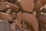 Image. Rock Sparrow