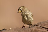 Image. Rock Sparrow