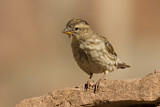 Image. Rock Sparrow
