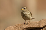 Image. Rock Sparrow