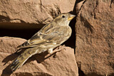 Image. Rock Sparrow