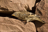 Image. Rock Sparrow