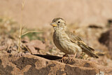 Image. Rock Sparrow