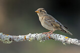 Image. Rock Sparrow