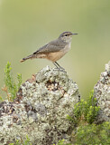 Image. Rock Wren