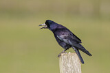 Image. Rook