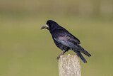 Image. Rook