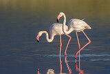 Image. Rosaflamingo