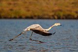 Image. Rosaflamingo
