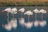 Image. Rosaflamingo