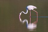 Image. Rosaflamingo