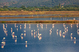 Image. Rosaflamingo