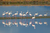 Image. Rosaflamingo