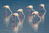 Image. Rosaflamingo
