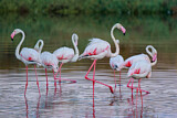 Image. Rosaflamingo