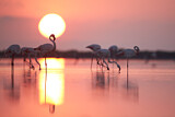 Image. Rosaflamingo