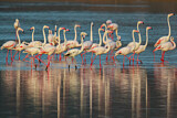 Image. Rosaflamingo