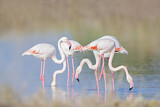 Image. Rosaflamingo