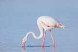 Image. Rosaflamingo