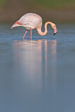 Image. Rosaflamingo