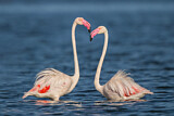 Image. Rosaflamingo