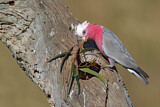 Image. Rosakakadu