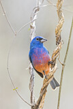 Image. Rose-bellied Bunting