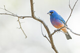 Image. Rose-bellied Bunting