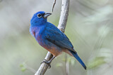 Image. Rose-bellied Bunting