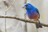 Image. Rose-bellied Bunting