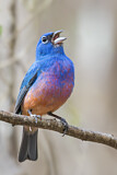 Image. Rose-bellied Bunting