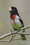 Image. Rose-breasted Grosbeak