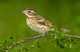 Image. Rose-breasted Grosbeak