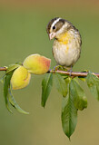 Image. Rose-breasted Grosbeak