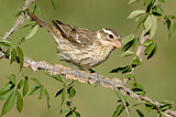 Image. Rose-breasted Grosbeak