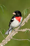 Image. Rose-breasted Grosbeak