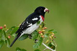 Image. Rose-breasted Grosbeak