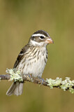 Image. Rose-breasted Grosbeak