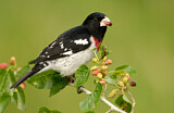 Image. Rose-breasted Grosbeak