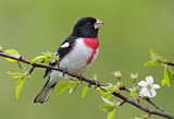 Image. Rose-breasted Grosbeak