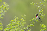Image. Rose-breasted Grosbeak