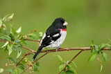 Image. Rose-breasted Grosbeak
