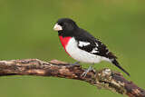 Image. Rose-breasted Grosbeak