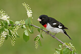 Image. Rose-breasted Grosbeak