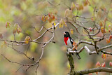 Image. Rose-breasted Grosbeak