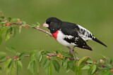 Image. Rose-breasted Grosbeak