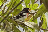 Image. Rose-breasted Grosbeak