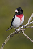 Image. Rose-breasted Grosbeak