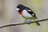 Image. Rose-breasted Grosbeak